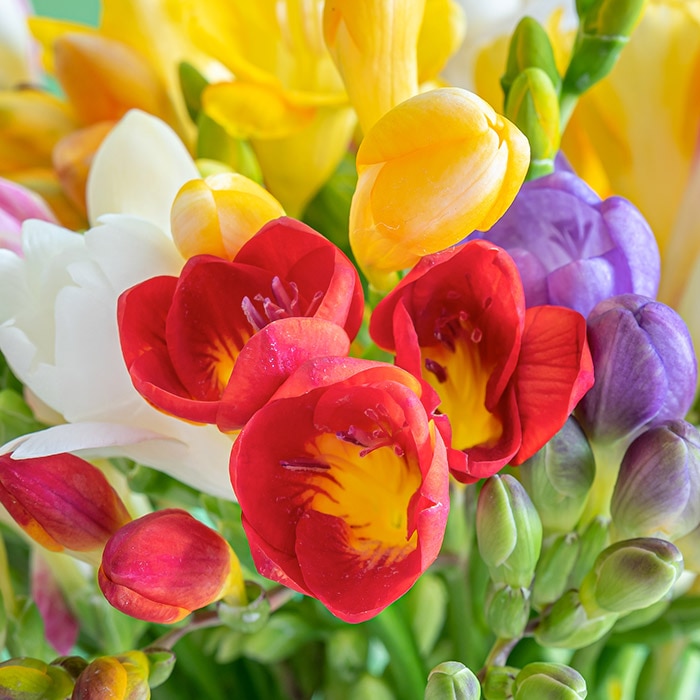 A vibrant bouquet of red, yellow, white, and purple freesia flowers bloom closely together against a backdrop of green foliage.