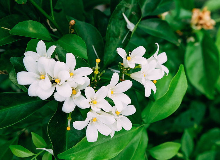 White flowers bloom amidst glossy green leaves in a garden setting.