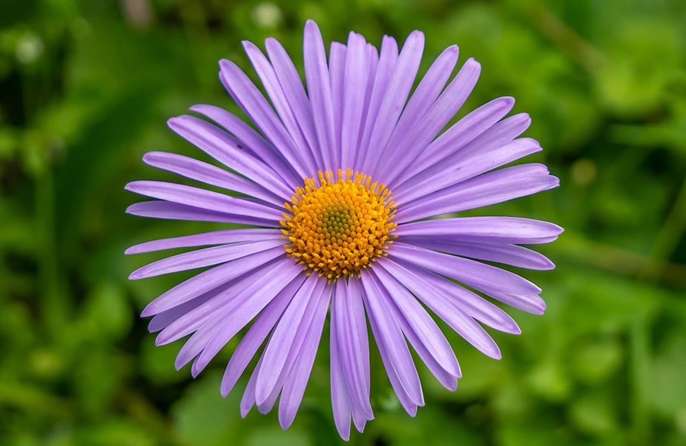 Purple aster with a vibrant yellow center blooming amidst a lush, green background.