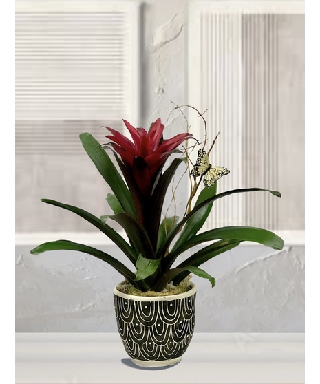 Tribal Bromeliad