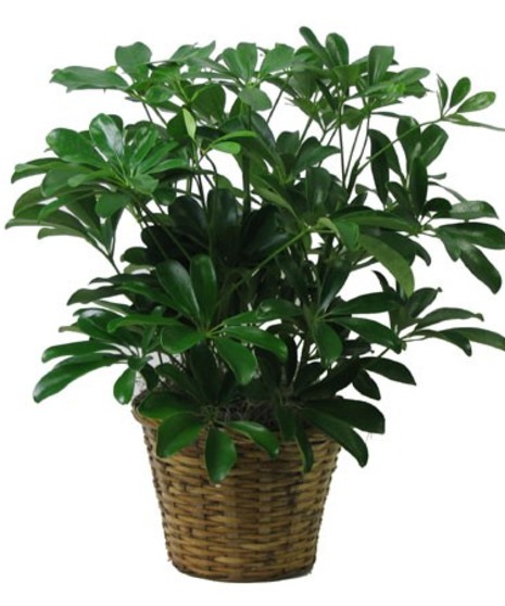 Schefflera plant