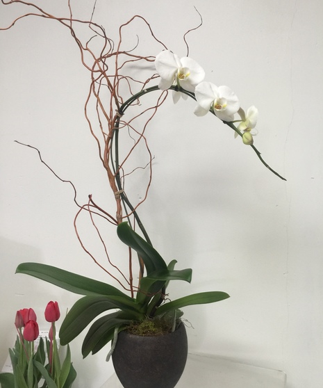 Two white orchid plants in a vase with moss. 