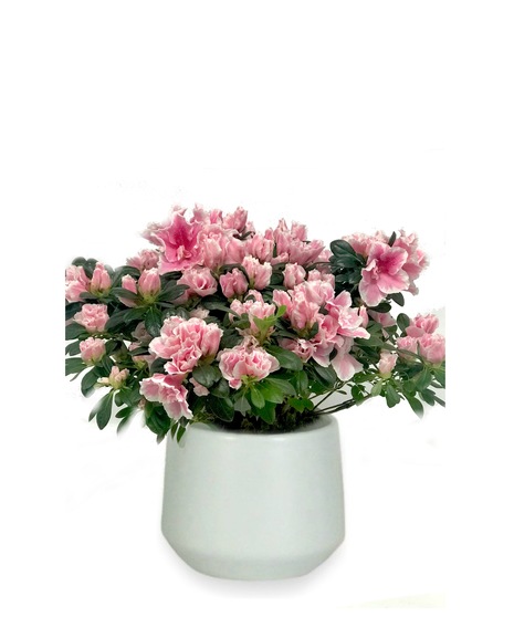 Pink azalea in a white ceramic pot.