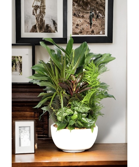 Assorted green plants in a ceramic container.