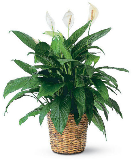 Peace Lily Floor Plant